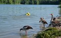 PWasser Einsatz BF FF Koeln Troisdorf Rotter See P068